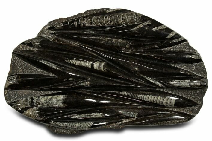 Polished Fossil Orthoceras (Cephalopod) Plate - Morocco #338415